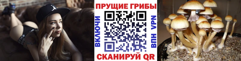 mega ССЫЛКА  Амурск  Галлюциногенные грибы прущие грибы  продажа наркотиков 